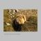 marmotte1