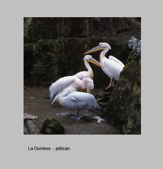 faune/pelicand.jpg